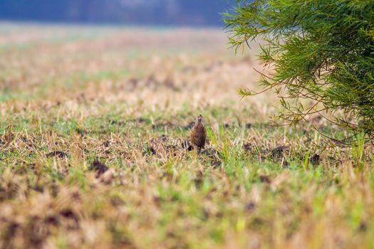 a great young bird on farm field in the nature