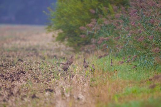 a great young bird on farm field in the nature