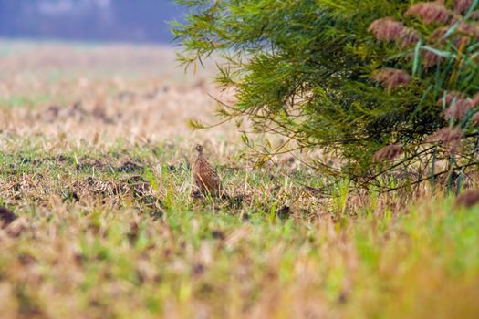 a great young bird on farm field in the nature