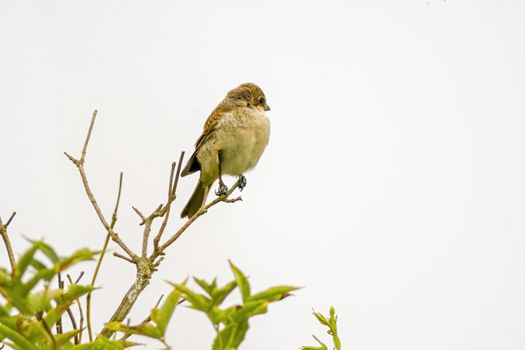 a little young bird on the branch in nature