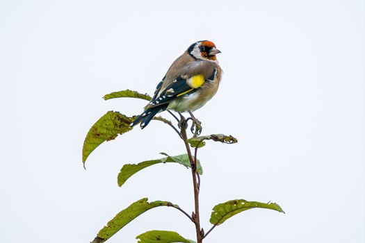 a little young bird on the branch in nature