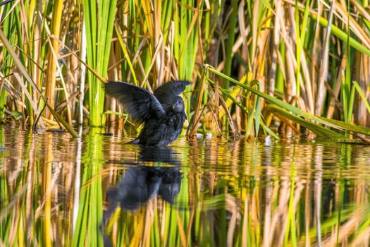 a little young bird on a pond in nature