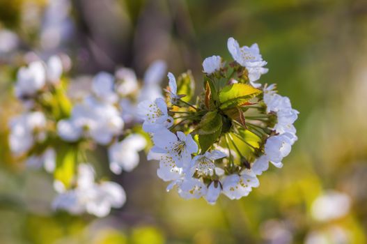 Branch with white cherry blossom buds