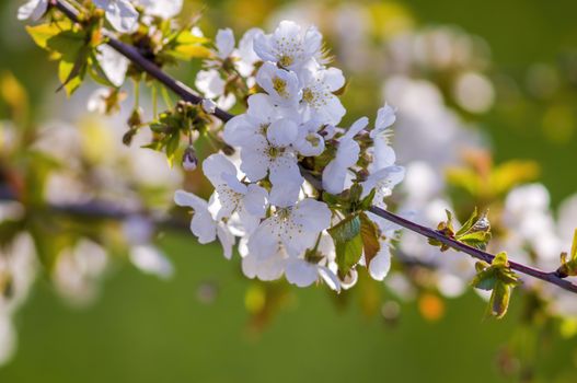 Branch with white cherry blossom buds