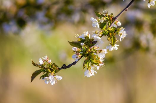 Branch with white cherry blossom buds