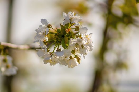 Branch with white cherry blossom buds