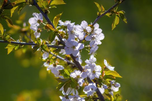 Branch with white cherry blossom buds