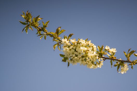 Branch with white cherry blossom buds