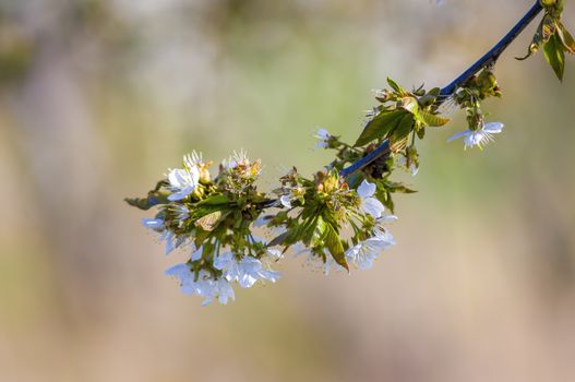 Branch with white cherry blossom buds