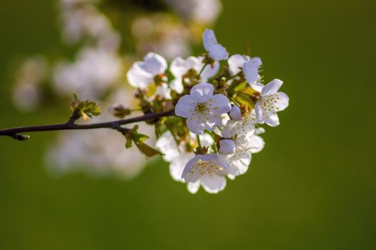 Branch with white cherry blossom buds