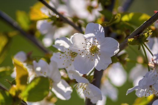 Branch with white cherry blossom buds