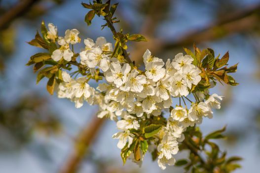 Branch with white cherry blossom buds