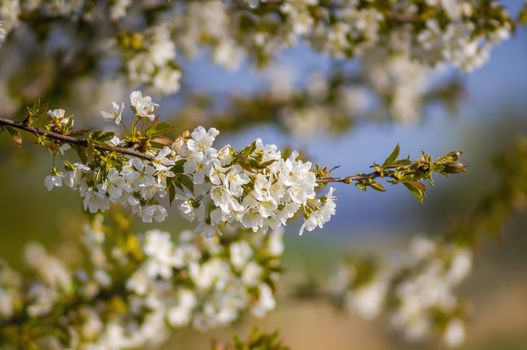 Branch with white cherry blossom buds