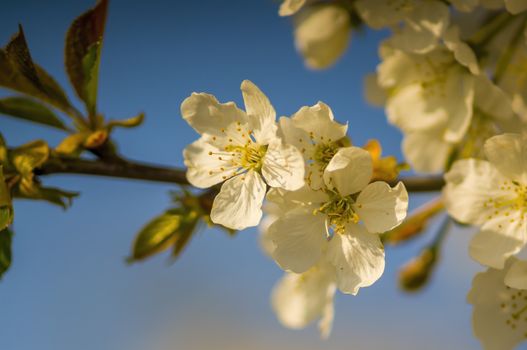 Branch with white cherry blossom buds