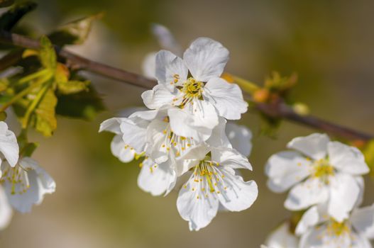 Branch with white cherry blossom buds