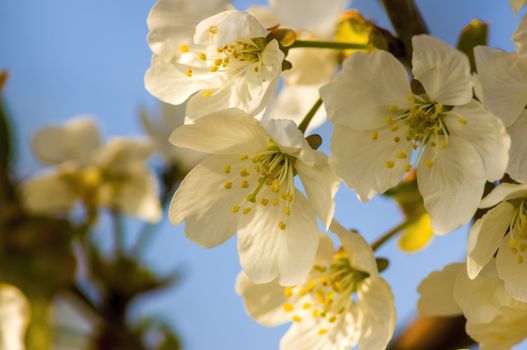 Branch with white cherry blossom buds