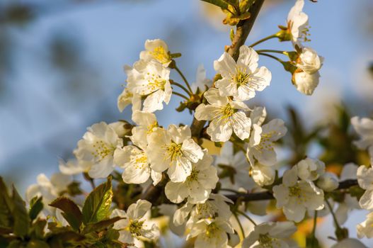 Branch with white cherry blossom buds