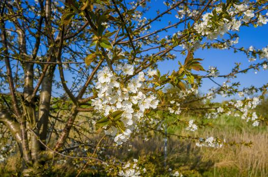 Branch with white cherry blossom buds