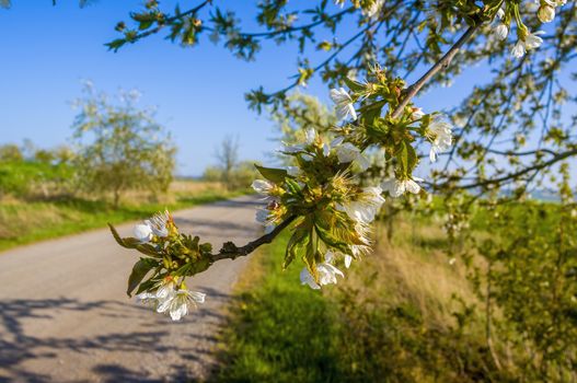 Branch with white cherry blossom buds