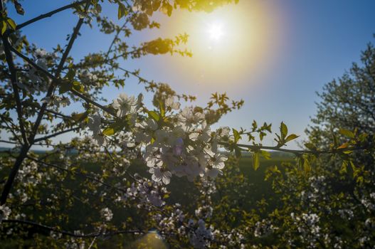 Branch with white cherry blossom buds