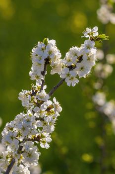 Branch with white cherry blossom buds