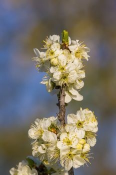 Branch with white cherry blossom buds