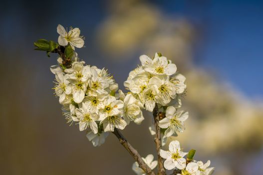 Branch with white cherry blossom buds