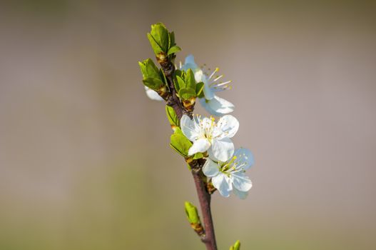 Branch with white cherry blossom buds