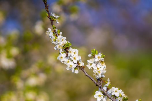 Branch with white cherry blossom buds