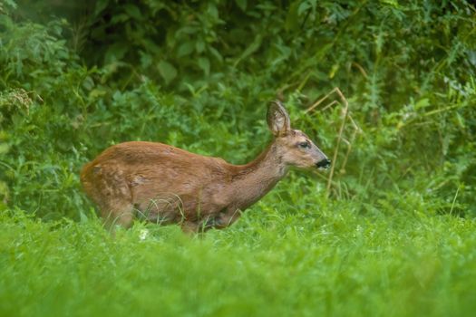 a young female deer on the green meadow