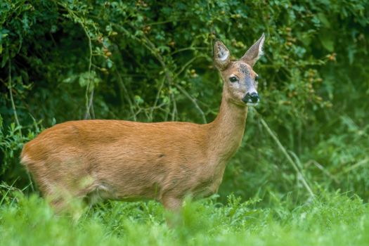 a young female deer on the green meadow