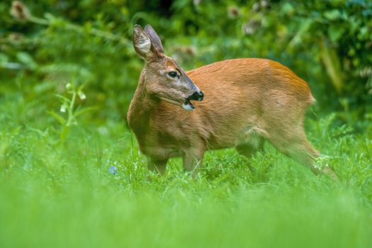 a young female deer on the green meadow