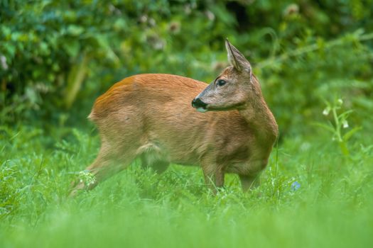 a young female deer on the green meadow