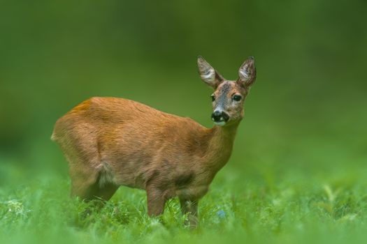 young female deer on a green meadow