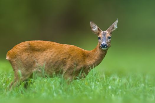 young female deer on a green meadow