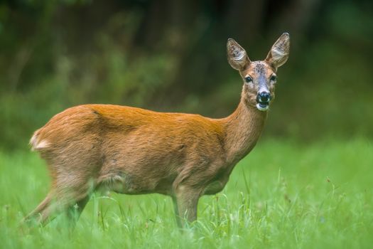 a young female deer on the green meadow