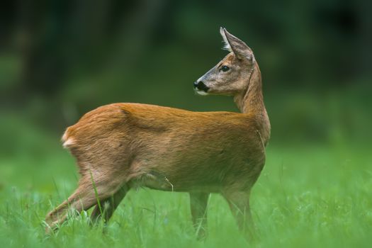 young female deer on a green meadow