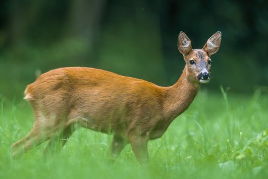 a young female deer on the green meadow