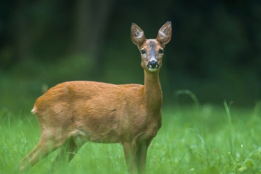 a young female deer on the green meadow