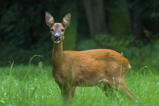 a young female deer on the green meadow