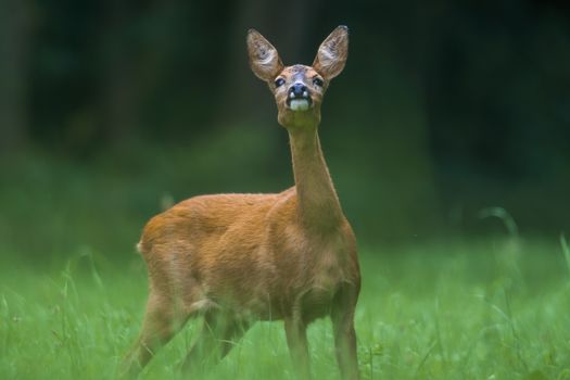 a young female deer on the green meadow