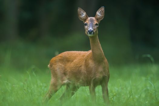 a young female deer on the green meadow