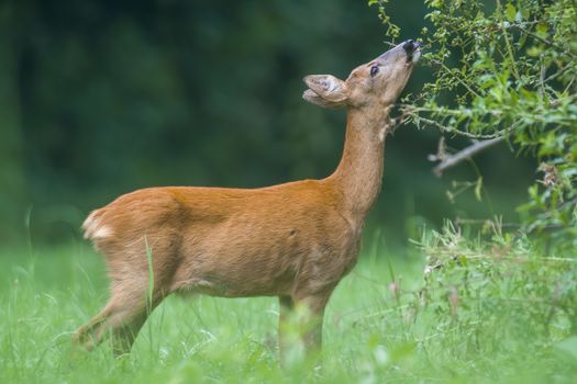 a young female deer on the green meadow