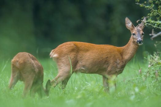 a young female deer on the green meadow