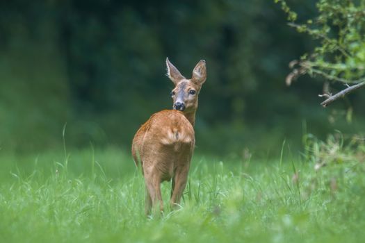 a young female deer on the green meadow