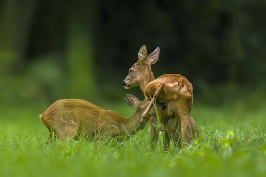 a young female deer on the green meadow