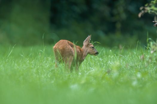 a young female deer on the green meadow