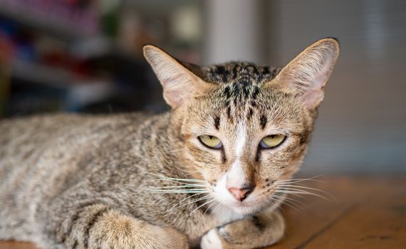 The cat is on a wooden bed and is looking at the camera.