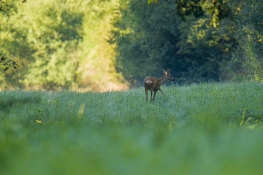 a young female deer on the green meadow