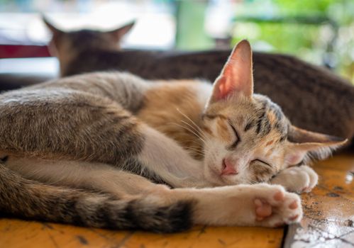 A kitten lying on a wooden bed